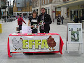 EFFA badger stall in Exeter city centre, October 2013